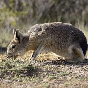 MARA / Patagonian Hare / Patagonian Cavy - feeding Range: Argentina, west - central Provinces and Patagonia. Photographed in Chubut Province
