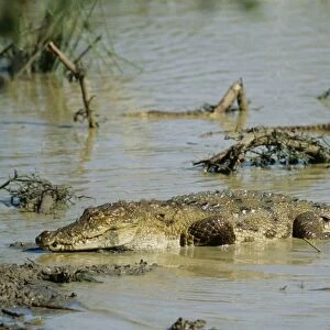 Marsh Mugger Crocodile Sri Lanka