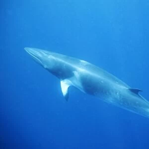 Minke whale: "Dwarf Minke" subspecies. Photographed along the Great Barrier Reef - Australia