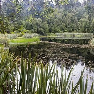 New Zealand - diverse rich wetland habitat. Lake Matheson - South Westland