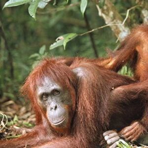 Orang-utan WAT 5607 Parent with young - Borneo Pongo pygmaeus © M. Watson / ARDEA LONDON