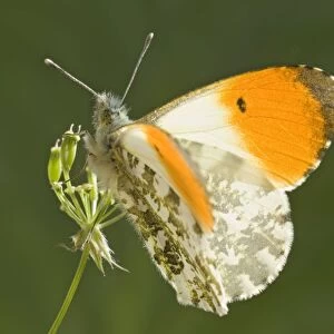 Orange Tip Butterfly - resting on Cow Parsley Norfolk UK