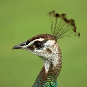 Peacock / Peafowl - Head of female / Peahen Location: Ornamental garden, UK
