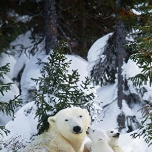 Polar Bear - parent with 2 cubs