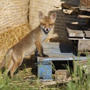 Red Fox - cub standing on pallet in open barn, Hessen, Germany