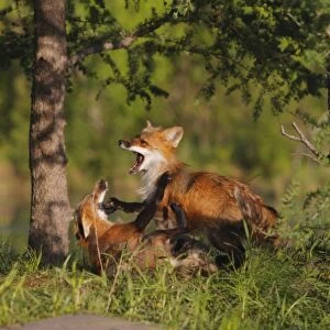 Red Fox - two playing / fighting. Minnesota - USA