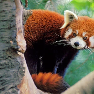 Red/Lesser Panda - Peering round tree branches. 4Mu81