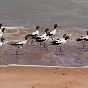 Red-necked Avocets / Australian Avocet at Roebuck Bay Australian endemic. Usually an inland species favouring salt lakes and wetlands particularly in the south west and south central parts of Australia
