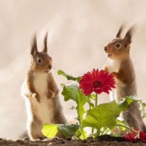 red squirrels standing with a red daisy