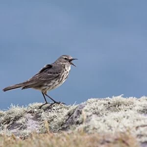 Rock Pipit - Single adult calling while perching on lichen covered rock. Pembrokeshire, Wales, UK