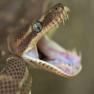 Rough-Scaled Python