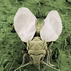 Scanning Electron Micrograph (SEM): Whitefly, Magnification x 160 (A4 size: 29. 7 cm width)