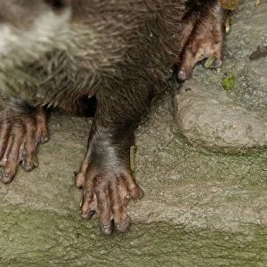 Small-clawed otter feet. Zoo Negara, Kuala Lumpur, Malaysia