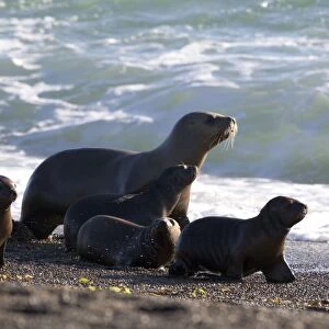 South American Sea Lion - One adult female, and pups, walking on the beach to avoid potential predation by killer whales. Valdes Peninsula, Patagonia, Argentina