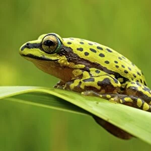 Variable Reed Frog - adult male on a leaf - Tanzania - Africa