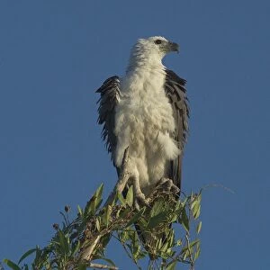 White-bellied Sea-Eagle - Perched on tree, riffling feathers. Found right around Australian coasts and inland along large rivers. Yellow Waters, Kakadu National Park, Northern Territory, Australia - A World Heritage listed park