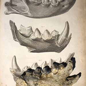 1823 William Buckland cave hyena fossil
