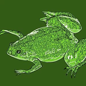 African clawed frog, illustration C018 / 0918