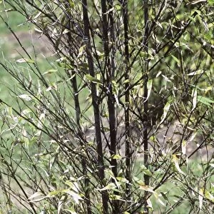 Black bamboo (Phyllostachys nigra)