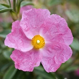 Cistus x argenteus Silver Pink flower