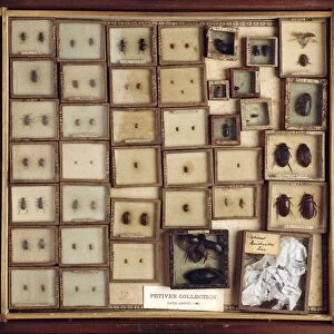 Collection of beetles C016 / 5553