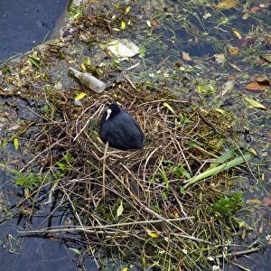 Coot sitting on a nest