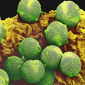Cucumber pollen grains, SEM