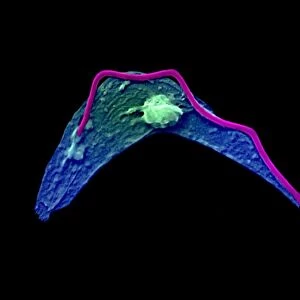 Cytoskeleton in unicellular parasite, SEM C018 / 0518