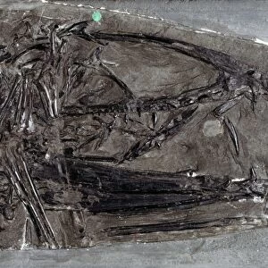 Dimorphodon macronyx, pterosaur fossil C016 / 5031