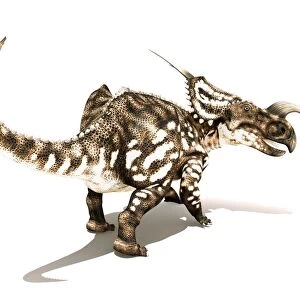 Einiosaurus dinosaur, artwork