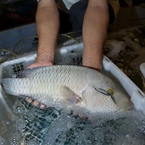 Endangered Humphead wrasse for sale C018 / 1048