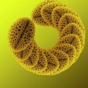 Forsythia pollen grains, SEM