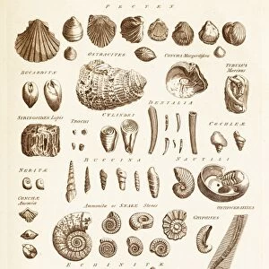 Fossil Shells C017 / 3532