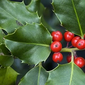 Holly berries (Ilex aquifolium)