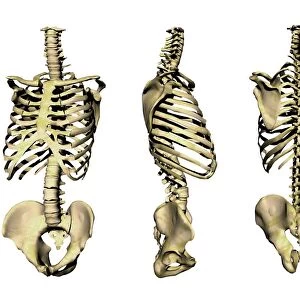 Human skeleton anatomy, artwork