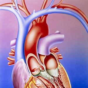 Illustration of a partly-dissected normal heart