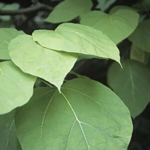 Indian bean tree (Catalpa bigonoides)