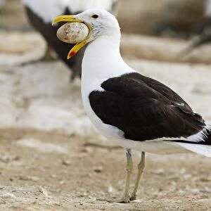Kelp gull with Cape gannets egg