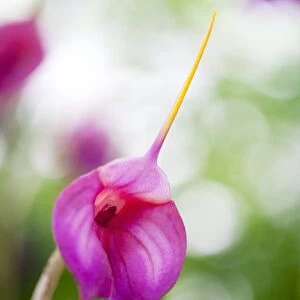 Orchid Masdevallia Geneva Royale