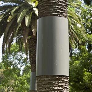 Palm trees fitted with possum guards
