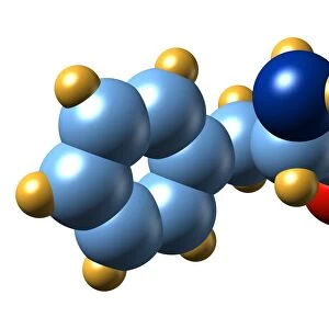 Phenylalanine, molecular model