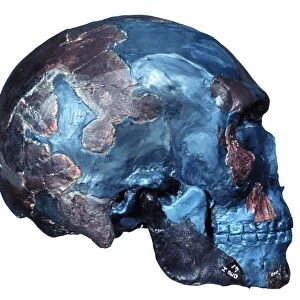 Prehistoric human skull (Omo 1) C016 / 5937