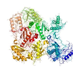 Reverse transcriptase enzyme from HIV