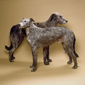Scottish deerhounds, stuffed specimens C016 / 5136