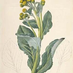 Sea cabbage (Senecio candidans), 1769 C016 / 5134