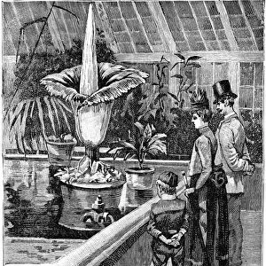 Titan arum flowering at Kew, 1889