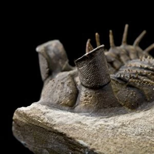 Tower-eye trilobite fossil C016 / 6220