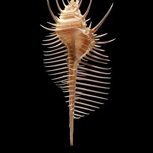 Venus comb murex sea snail shell C019 / 1343