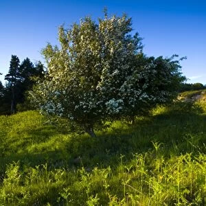 England, Northumberland, Kyloe Hills. Native ferns and flowering Hawthorn Tree on the Kyloe Hills