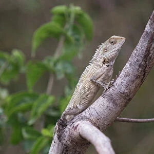 Sri Lanka, Ratnapura District, Udawalawa National Park